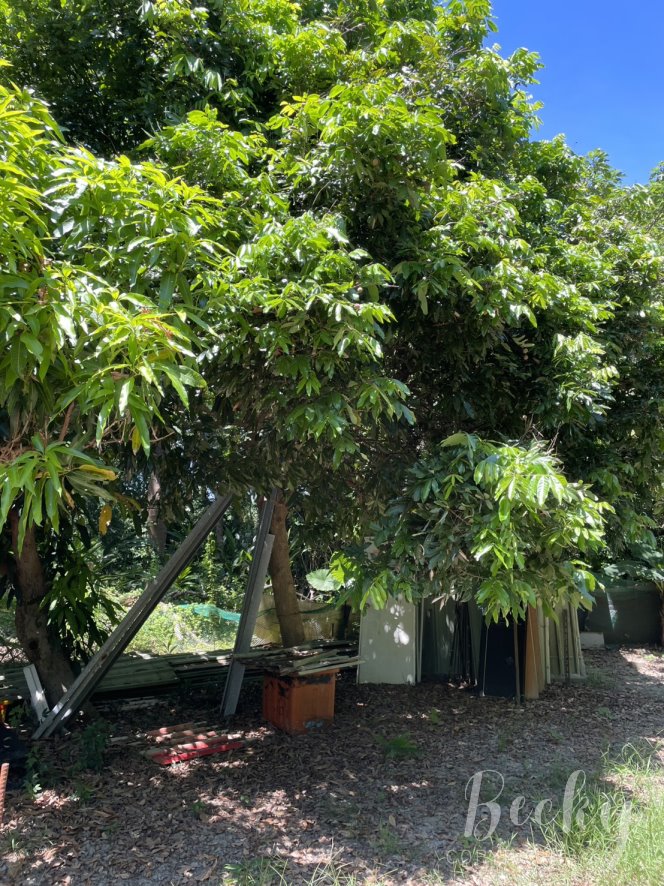 洋嘉病媒防治環境消毒 | 實地施作及蚊蟲防治成果